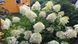 Гортензія Фантом (Hydrangea paniculata Phantom) - 60 см 695266984890 фото 2
