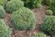 Сосна стробус Грінтвіст (Pinus strobus ‘Green Twist) - 40-60 см 695266984815 фото 1