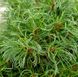 Сосна стробус Грінтвіст (Pinus strobus ‘Green Twist) - 40-60 см 695266984815 фото 2