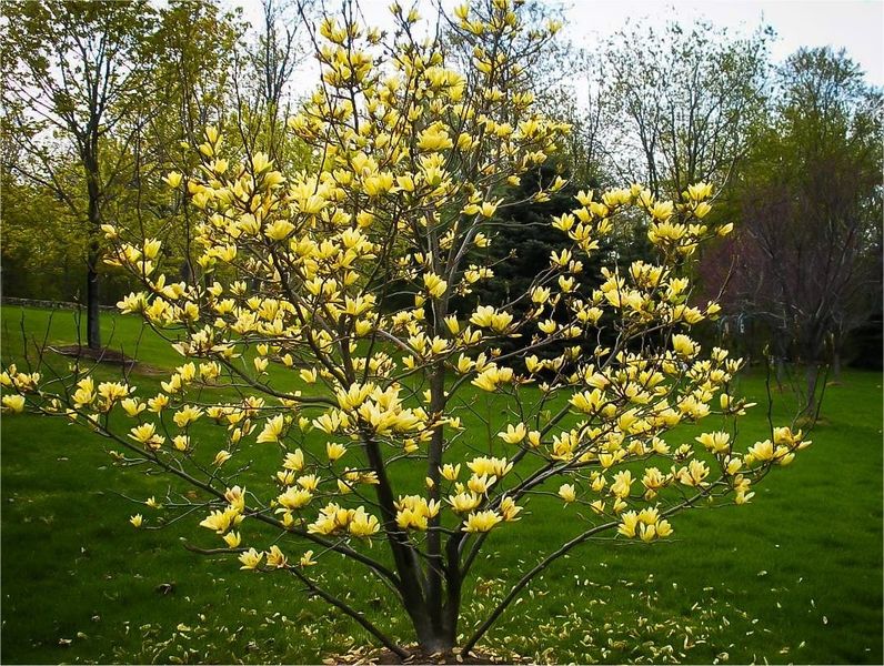Магнолія Єлоу бьорд штамб (Magnolia Yellow bird) - 175-200 см 695266984940 фото