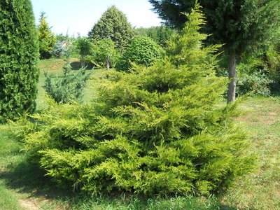 Ялівець китайський Kuriwao Gold Бонсай (Juniperus chinensis Kuriwao Gold BONSAI) - 125-150 см 750559272331 фото