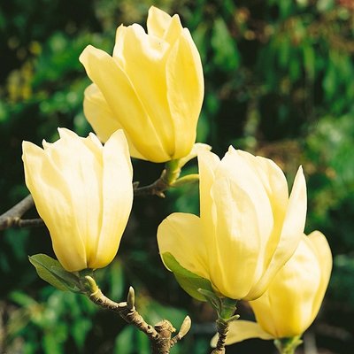 Магнолія Єлоу рівер (Magnolia Yellow river) - 125-150 см 695266984941 фото