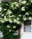 Гортензія черешкова (Hydrangea petiolaris) - 150-175 см 695266984891 фото 1