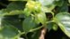 Гортензія черешкова (Hydrangea petiolaris) - 150-175 см 695266984891 фото 5
