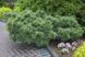 Сосна стробус Макопін (Pinus strobus 'Macopin') - 60-80 см 695266984816 фото 3