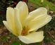 Магнолія Єлоу рівер (Magnolia Yellow river) - 125-150 см 695266984941 фото 2