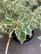 Дерен альтерніфолія Аурея (Cornus alternifolia Aurea) - 150-175 см 695266984892 фото 2