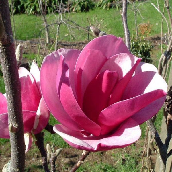 Магнолія Клеопатра (Magnolia Cleopatra) - 150-175 см 695266984942 фото