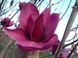 Магнолія Клеопатра (Magnolia Cleopatra) - 150-175 см 695266984942 фото 4