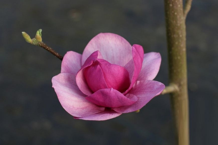 Магнолія Клеопатра (Magnolia Cleopatra) - 150-175 см 695266984942 фото