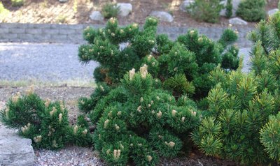 Сосна гірська Якобсен (Pinus mugo 'Jacobsen') - 40+ см 695266984791 фото
