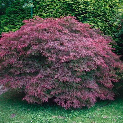 Клен пальмолистий Гарнет (Acer palmatum Garnet) - 100 см 695266984916 фото