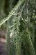 Модрина японська Стіф Уіпер (Larix kaempfri Steef Weeper) - 200+ см 725403259051 фото 2