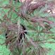 Клен пальмолистий Гарнет (Acer palmatum Garnet) - 100 см 695266984916 фото 4
