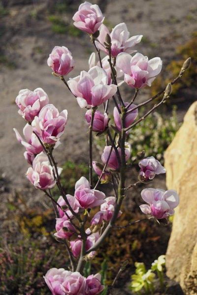 Магнолія Сатісфекшен штамб (Magnolia Satisfaction) - 175-200 см 695266984943 фото
