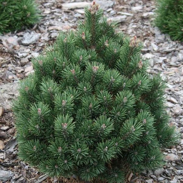 Сосна гірська Heide Perle  40-50 см 280220261155 фото