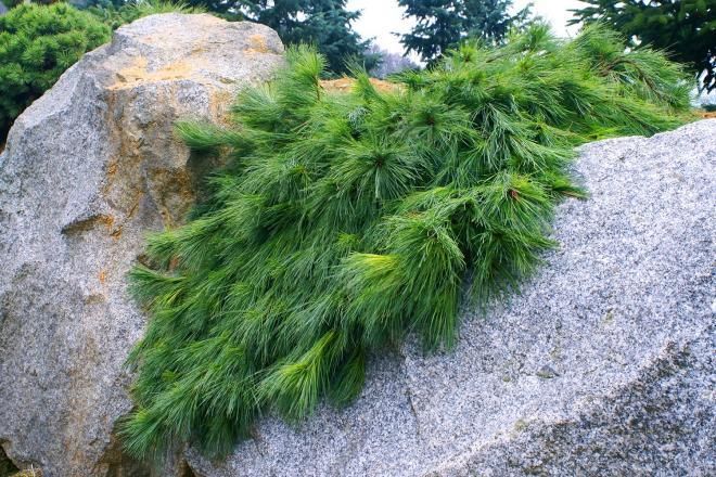 Сосна стробус Ніагара Фолс (Pinus strobus 'Niagara Falls') - 80-100 см 695266984818 фото