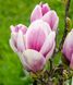 Магнолія Сатісфекшен штамб (Magnolia Satisfaction) - 175-200 см 695266984943 фото 3