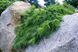 Сосна стробус Ніагара Фолс (Pinus strobus 'Niagara Falls') - 80-100 см 695266984818 фото 2