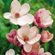 Магнолія Сатісфекшен штамб (Magnolia Satisfaction) - 175-200 см 695266984943 фото 2