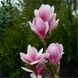 Магнолія Сатісфекшен штамб (Magnolia Satisfaction) - 175-200 см 695266984943 фото 4