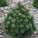 Сосна гірська Heide Perle  40-50 см 280220261155 фото 2