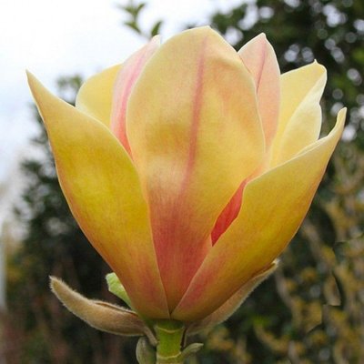 Магнолія Сансейшен (Magnolia Sunsation) - 125-150 см 695266984944 фото