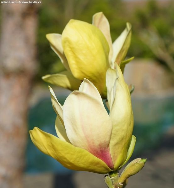 Магнолія Сансейшен (Magnolia Sunsation) - 125-150 см 695266984944 фото