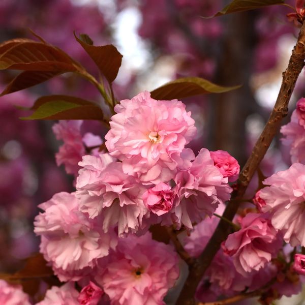 Сакура Канзан (Prunus Kanzan) - 250-275 см 223402116571 фото