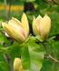 Магнолія Сансейшен (Magnolia Sunsation) - 125-150 см 695266984944 фото 4