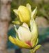 Магнолія Сансейшен (Magnolia Sunsation) - 125-150 см 695266984944 фото 2