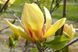 Магнолія Сансейшен (Magnolia Sunsation) - 125-150 см 695266984944 фото 5