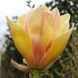 Магнолія Сансейшен (Magnolia Sunsation) - 125-150 см 695266984944 фото 1