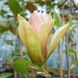 Магнолія Сансейшен (Magnolia Sunsation) - 125-150 см 695266984944 фото 3
