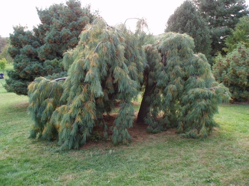 Сосна стробус Пендула (Pinus strobus Pendula) - 250-300 см 695266984819 фото