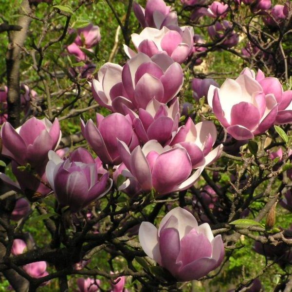 Магнолія Суланжа (Magnolia soulangea) - 200-250 см 695266984945 фото