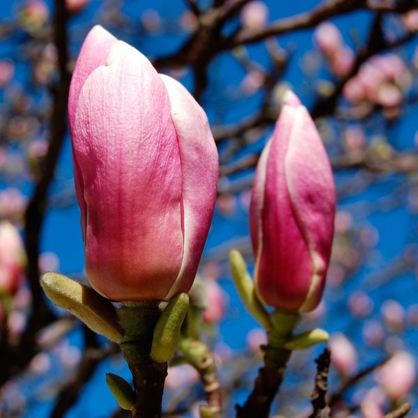 Магнолія Суланжа (Magnolia soulangea) - 200-250 см 695266984945 фото