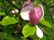 Магнолія Суланжа (Magnolia soulangea) - 200-250 см 695266984945 фото 3