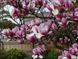 Магнолія Суланжа (Magnolia soulangea) - 200-250 см 695266984945 фото 5