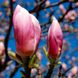 Магнолія Суланжа (Magnolia soulangea) - 200-250 см 695266984945 фото 2