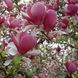 Магнолія Суланжа (Magnolia soulangea) - 200-250 см 695266984945 фото 1