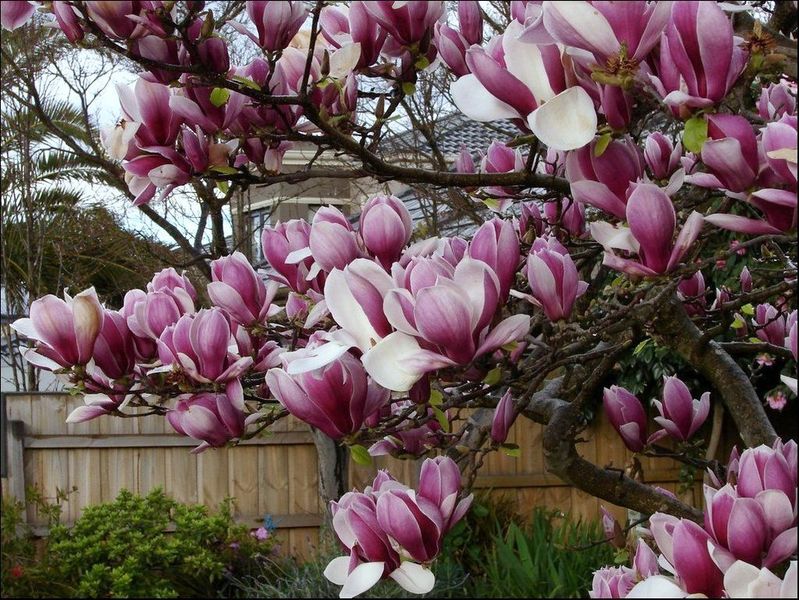 Магнолія Суланжа (Magnolia soulangea) - 200-250 см 695266984945 фото