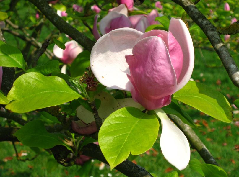 Магнолія Суланжа (Magnolia soulangea) - 200-250 см 695266984945 фото