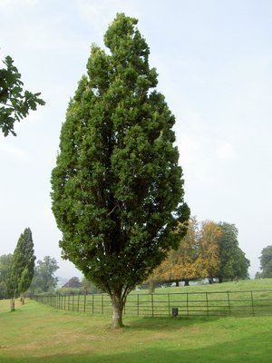 Дуб черешчатий Фастігіата костер (Quercus robur Fastigiata Koster) - 240-260 см 695266984896 фото