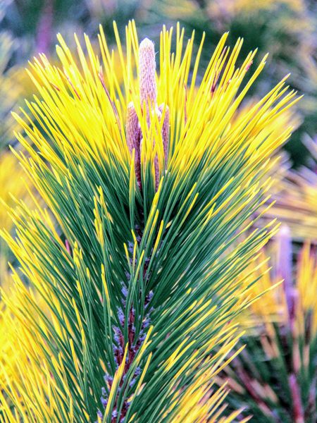 Сосна Тунберга Огон (Pinus thunbergii 'Ogon' ) - 30-40 см 695266984821 фото
