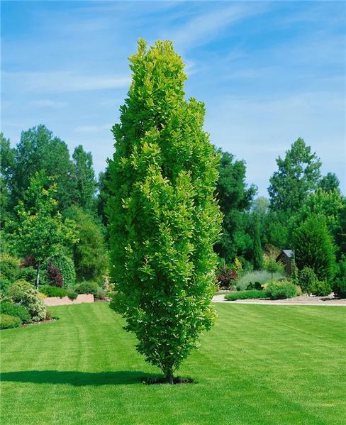Дуб черешчатий Фастігіата костер (Quercus robur Fastigiata Koster) - 240-260 см 695266984896 фото