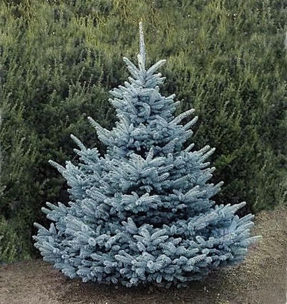 Ялина колюча Блу Даймонд extra (Picea pungens 'Blue Diamond') - 100-125 см 1031323701891 фото
