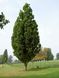 Дуб черешчатий Фастігіата костер (Quercus robur Fastigiata Koster) - 240-260 см 695266984896 фото 1