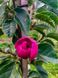 Магнолія Блек Тюліп (Magnolia Black Tulip) - 150-175 см 695266984947 фото 3