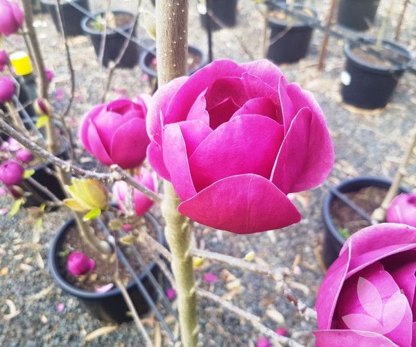 Магнолія Блек Тюліп (Magnolia Black Tulip) - 150-175 см 695266984947 фото